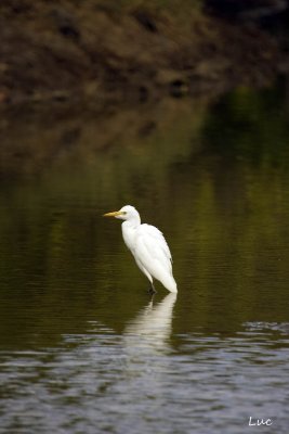 Aigrette