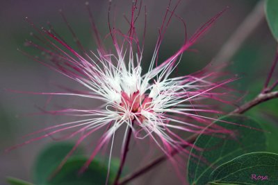 Calliandra