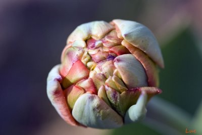 Une Tulipe