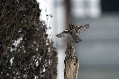 Un Petit oiseaux Bien De Chez Nous