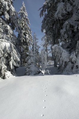 Le Champ du Feu (Alsace)