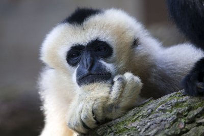 Un Gibbon  Favoris
