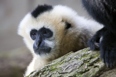 Un Gibbon  Favoris