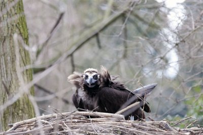 Un Vautour Moine