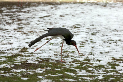 Une Cigogne noire