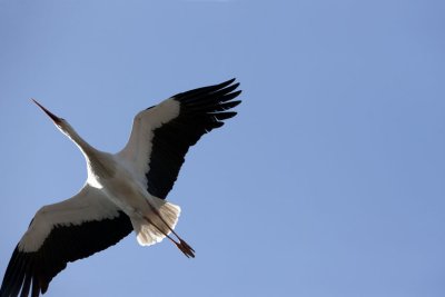 Une Cigogne