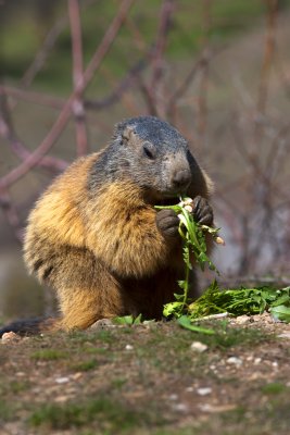 Une Marmotte des Hautes Alpes