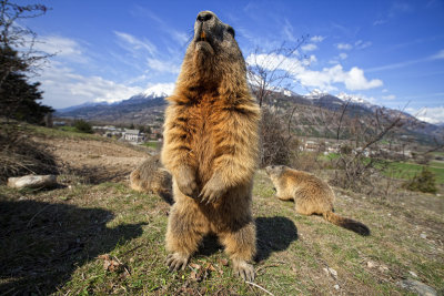 Une Marmotte des Hautes Alpes