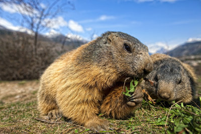 Des Marmottes des Hautes Alpes