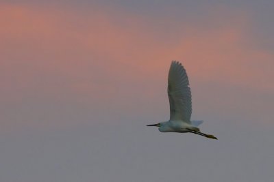 Great egret in dusk sky