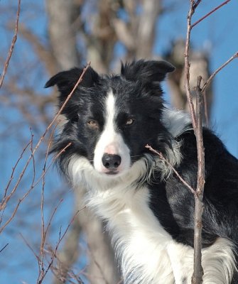 Sharon Perkins' Jack