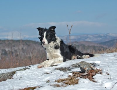 Sharon Perkins' Jack