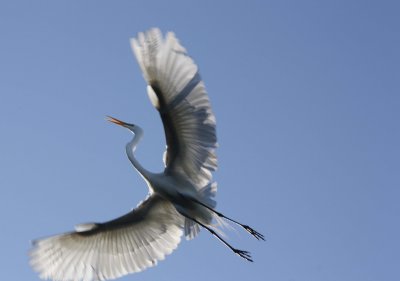 Great Egret    (Ardea akba )