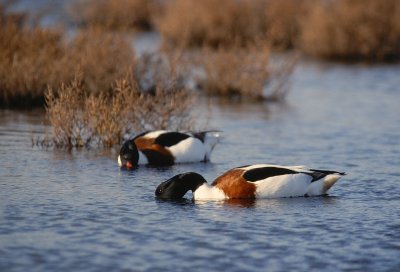 BERGEEND  shelduck