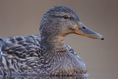 WILDE EEND mallard
