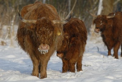 Twiske, Schotse Hooglander