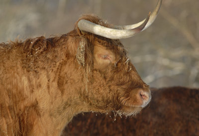 Twiske, Schotse Hooglander