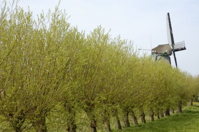 Molen De Schoolmeester