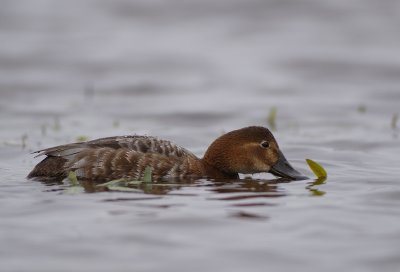 TAFELEEND  common pochard