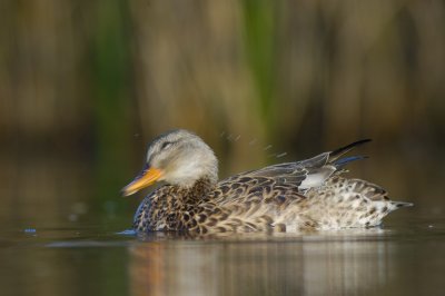 KRAKEEND  gadwall