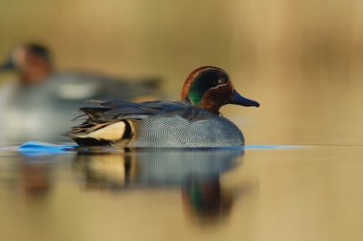 WINTERTALING  teal