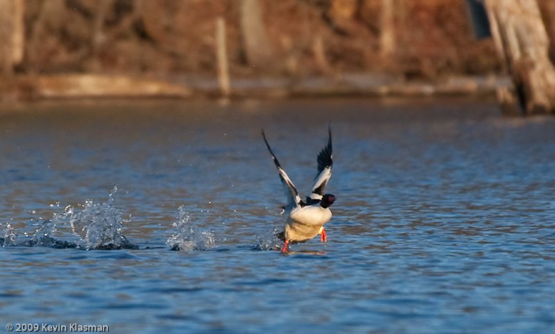 20090324_Nashua-River_0190