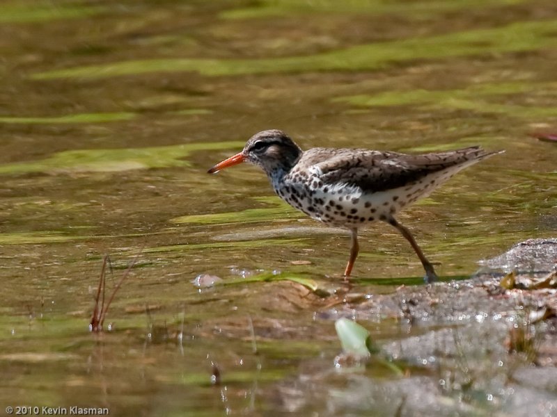 20100516_Hollis-NH_0114