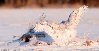 20090109_Milford-NH_0040-Edit.jpg