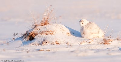 20090109_Milford-NH_0043-Edit.jpg