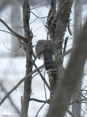 Sharp-shinned Hawk?