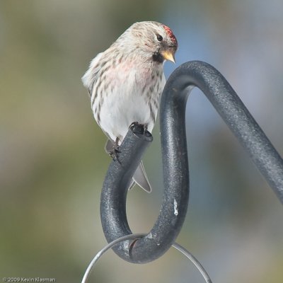 Common Redpoll (f) - Heron Pond - March 4, 2009