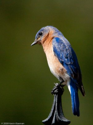 20090414_Heron-Pond_0016