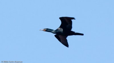 Double-crested Cormorant 0018