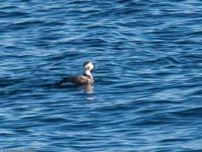 Long-tailed Duck (f) - Cape Neddick ME - February 15, 2009