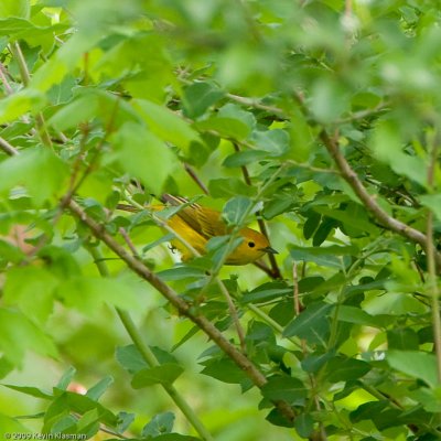 Yellow Warbler