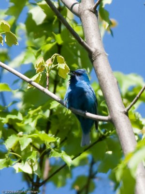 Indigo Bunting