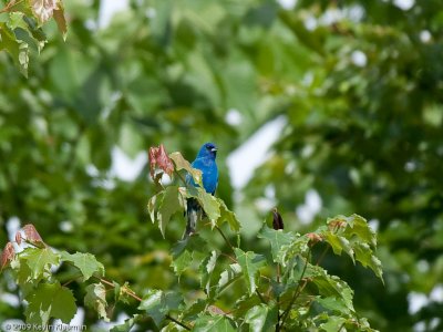Indigo Bunting