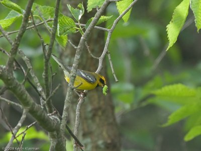 Lawerence's Warbler