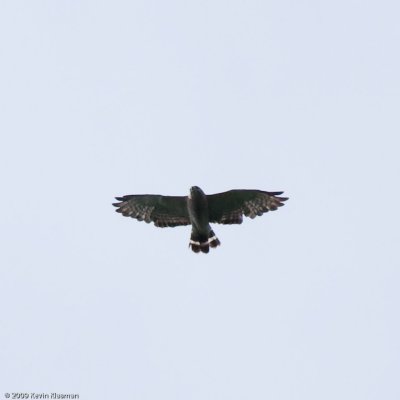 Broad-winged Hawk. Juvenile?