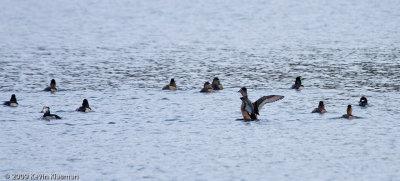 11 Ring-necked Ducks and 1 female Bufflehead?