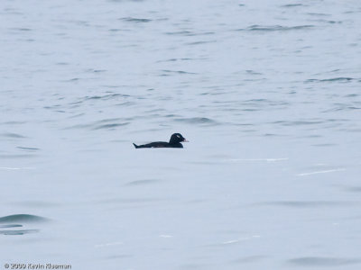 White-winged Scoter