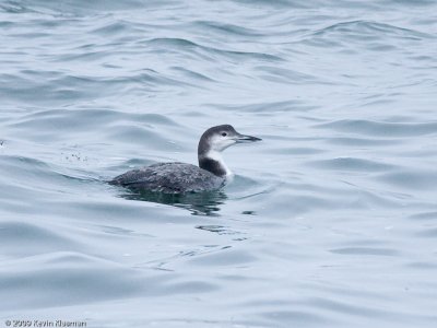 Common Loon