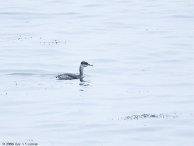 Red-necked Grebe