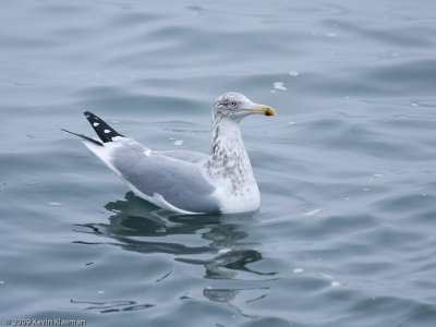 Herring Gull, third winter