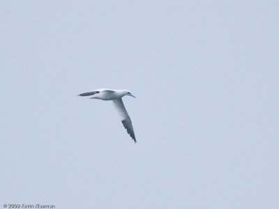 Northern Gannet