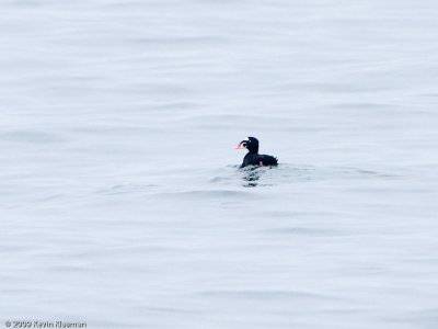 Surf Scoter