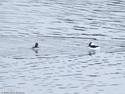 Buffleheads