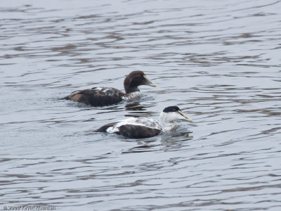 Common Eiders