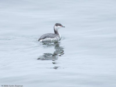 Horned Grebe