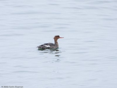 Female - 20091126-Kennebunkport-ME-0200